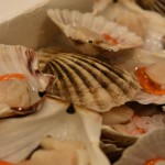 Mercato Ittico |Molluschi | Capasanta