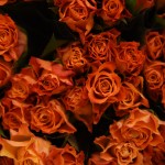 Mercato Floricolo | Fiori | Rose